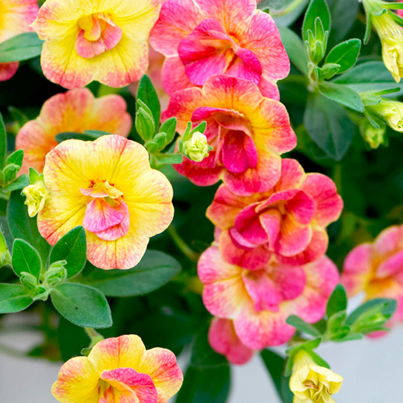Calibrachoa Chameleon Double Pink Yellow