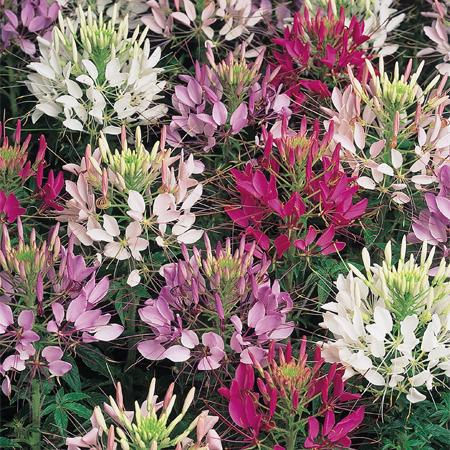 Cleome Sparkler Mix