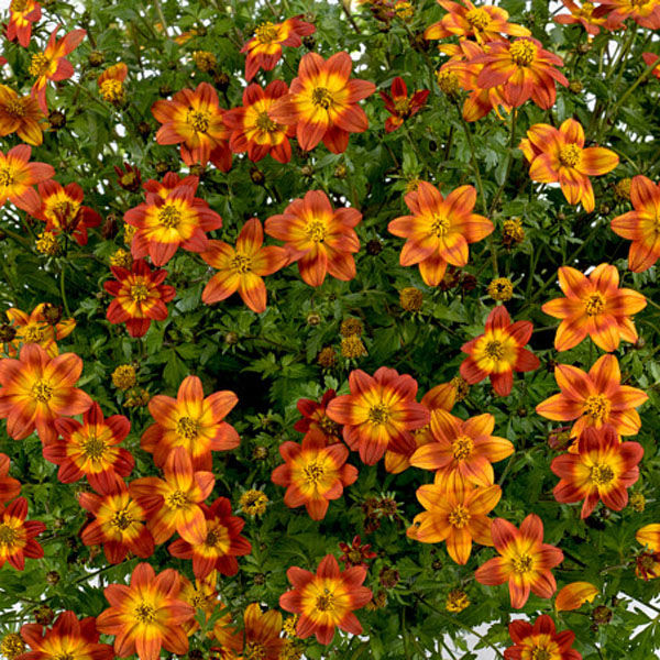 Bidens Blazing Glory