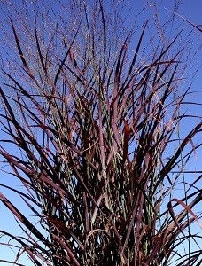 Andropogon Black Hawk