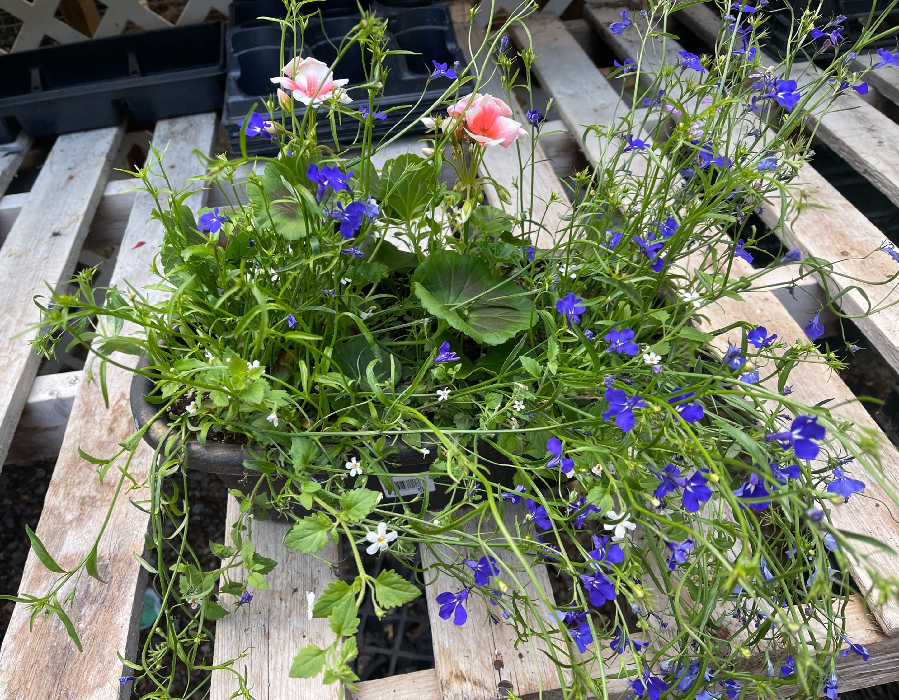 Geranium 16" Balcony Planter with lobelia or bacopa