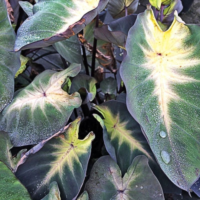Colocasia Royal Hawaiian Tropical Storm