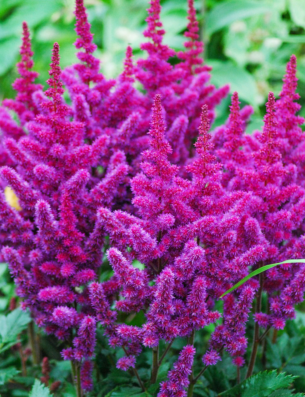 Astilbe Purple