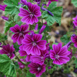 Musk Mallow Braveheart