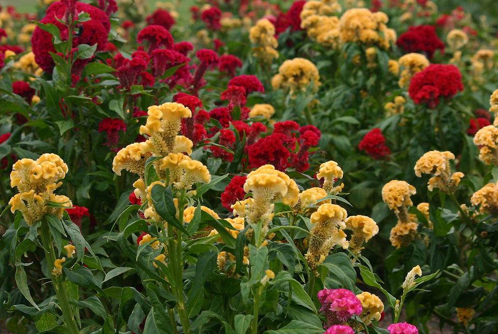 Celosia Big Chief Mix