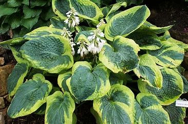 Hosta Frances Williams