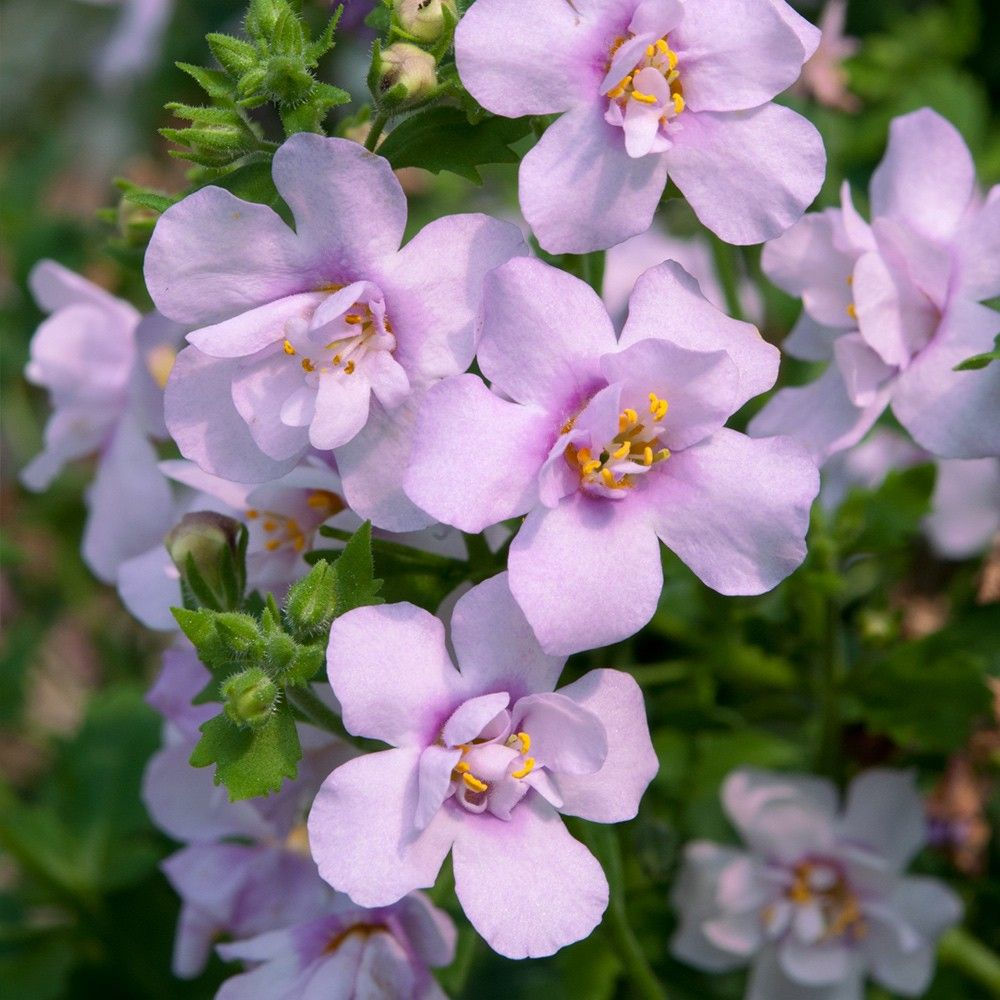 Bacopa Scopia Double Pink