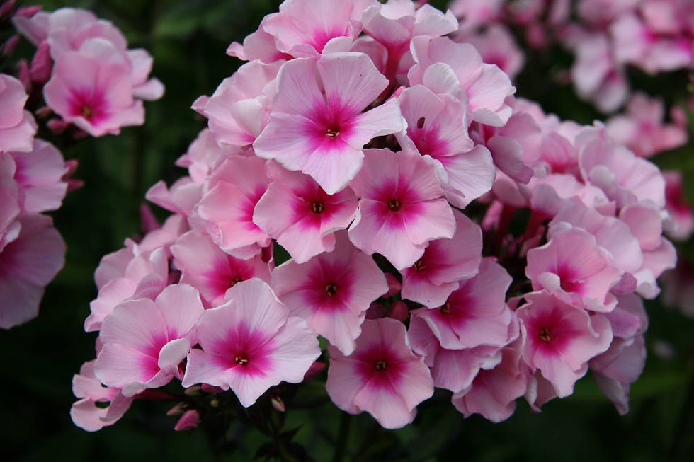 Phlox Pan Bright Eyes