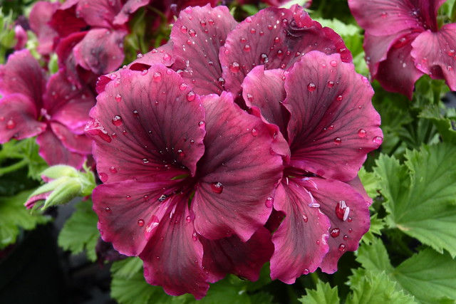 Geranium Regal Elegance Burgundy