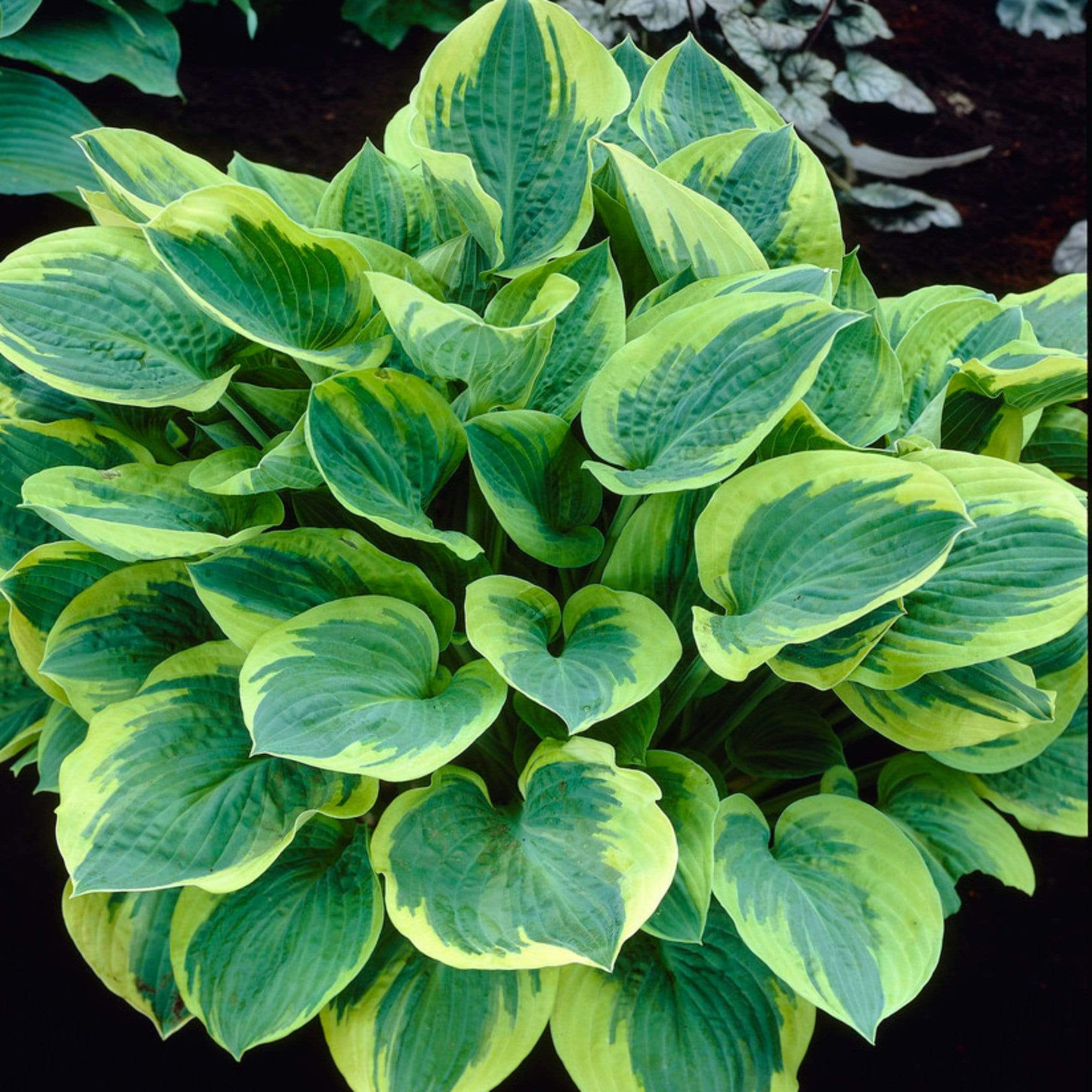 Hosta Wide Brim