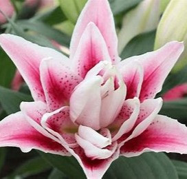 Lilly.rose様 57_592d671e-30b9-42a5-9143-