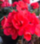 geranium.jpg