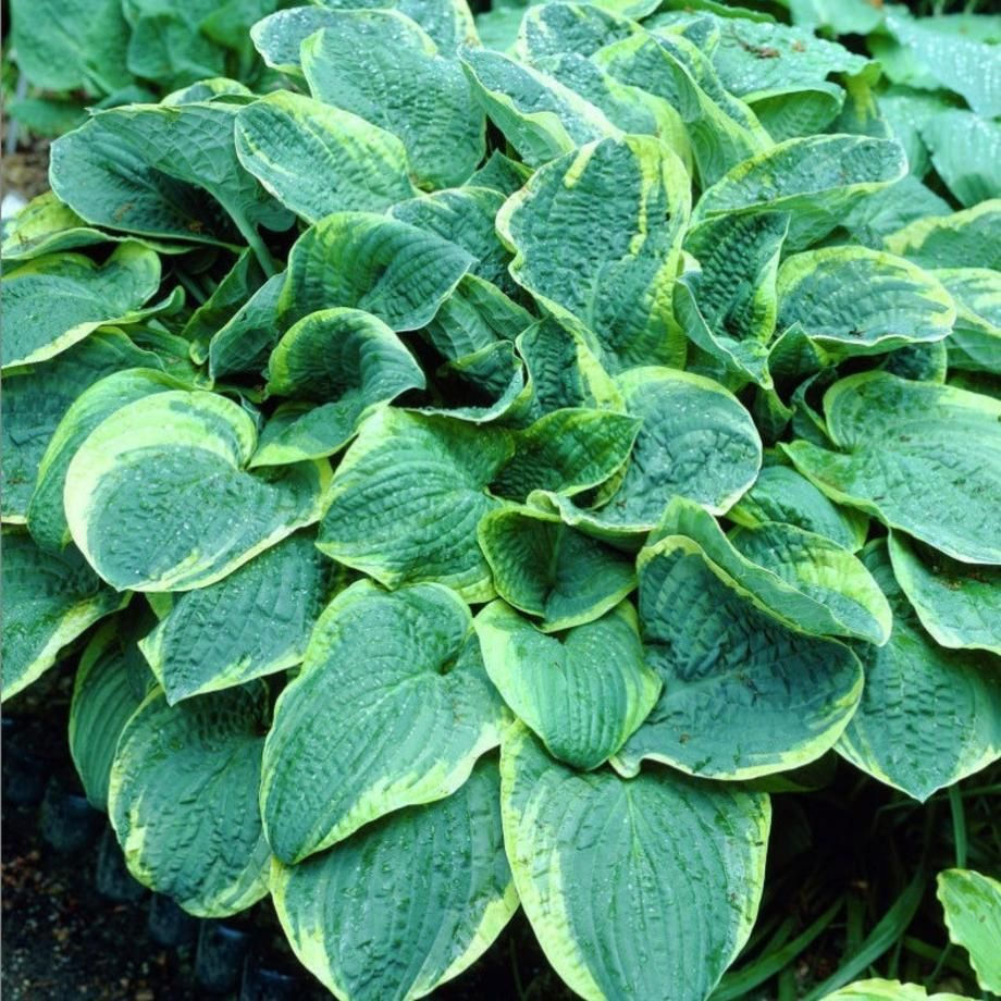 Hosta Christmas Tree