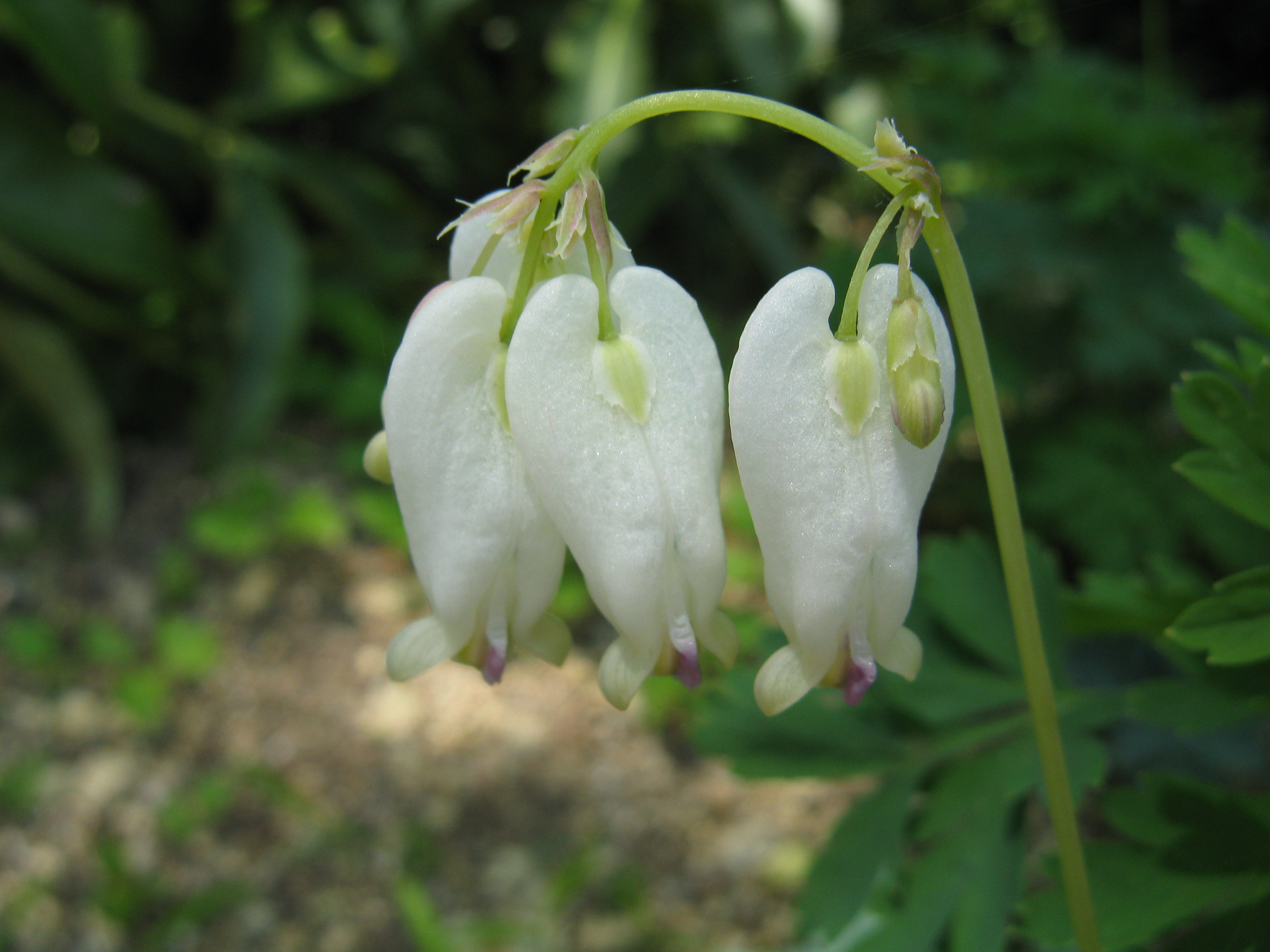 Bleeding Heart Dicentra Formosa Aurora