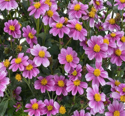 Bidens Pretty in Pink