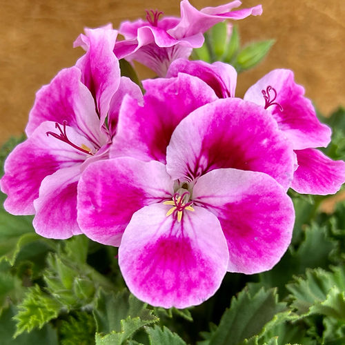 Geranium Regal Pinkerbell