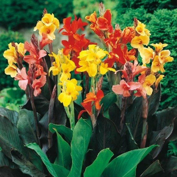 Canna Lily Assorted Varieties