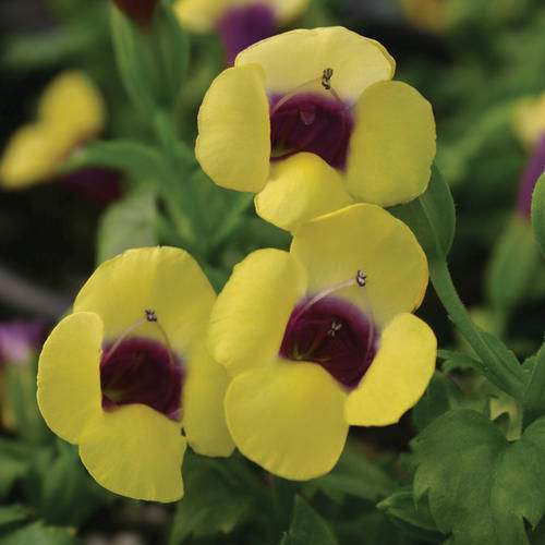 Torenia Moon Yellow