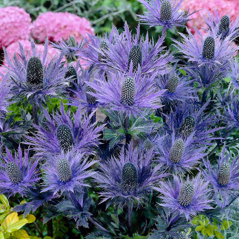 Eryngium Alpine Blue Star