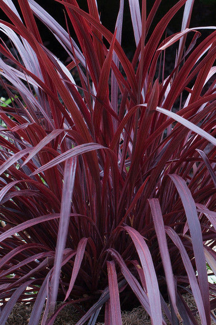 Cordyline Designer Burgundy