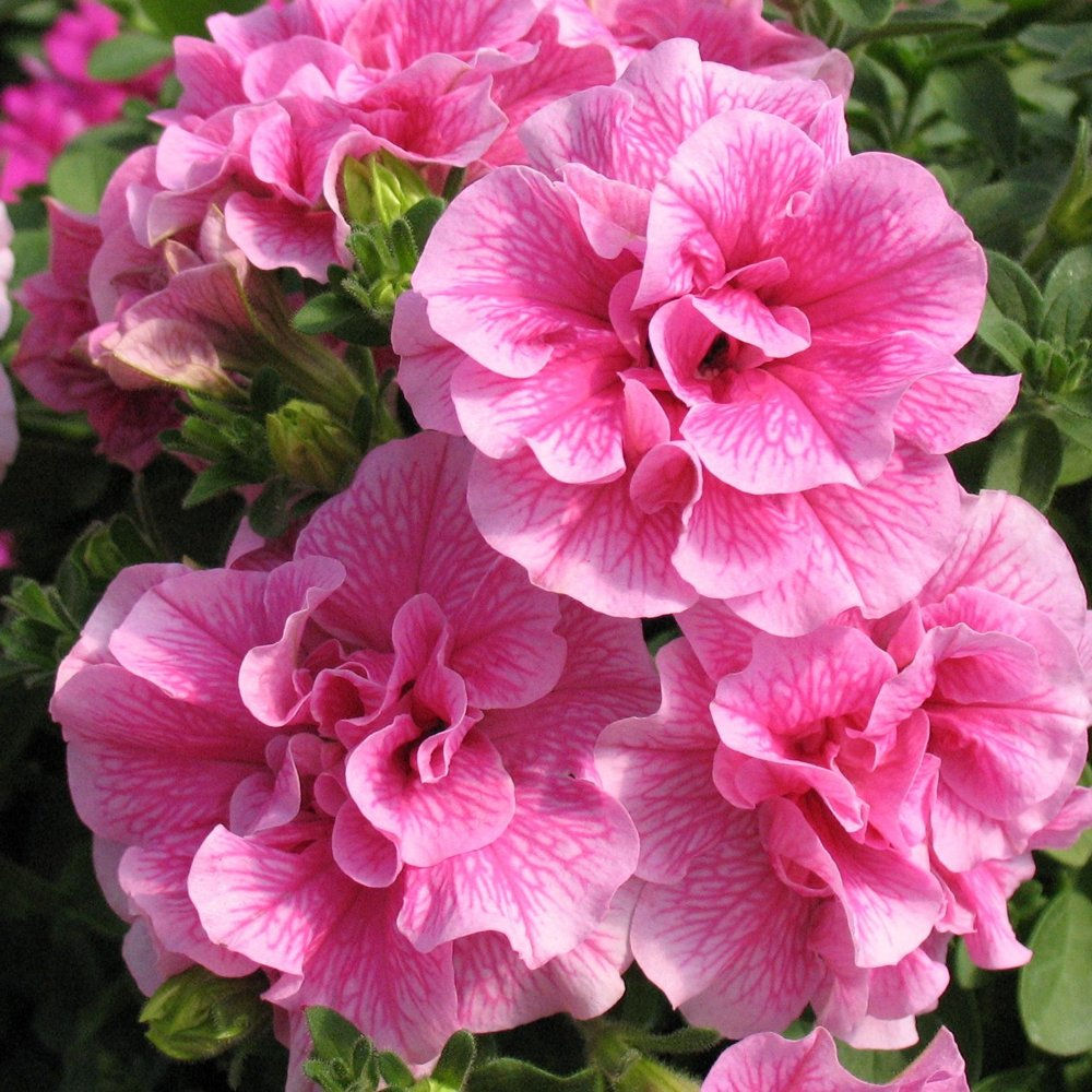 Petunia Double Wave Pink