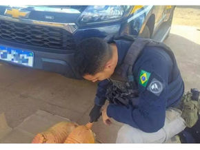 Caminhoneiro é detido transportando tatus-pebas abatidos na BR-222