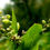 Miniature : Infusion de graines de sarrasin noir