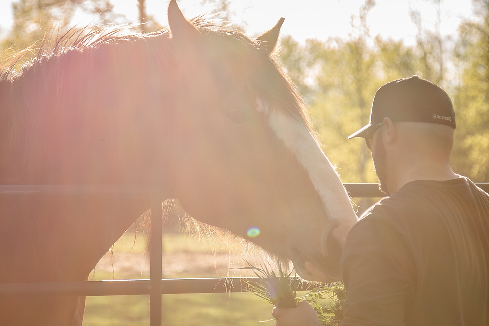 Horses Heal