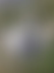 E`MORTO  LORENZO REINA   PASTORE E ARTISTA. LA BELLEZZA DELL'UTOPIA CONCRETA