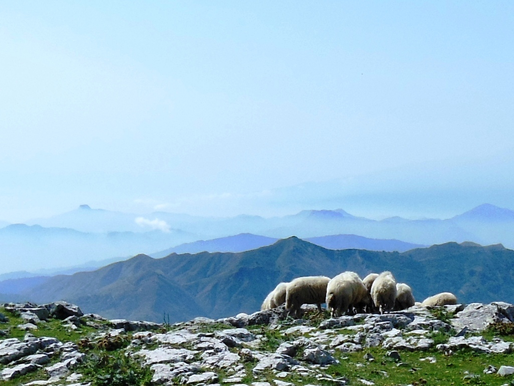 Francesco Salamone In Sicilia, gli “Antonio Presti” delle greggi dimenticate.