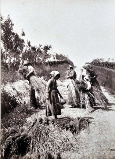 NICOSIA RURALE E' DONNA
" LA MASSARA "