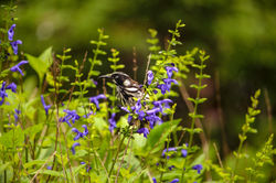 New Holland Honeyeater