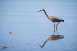 White-faced Heron