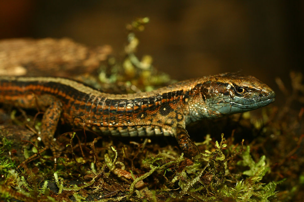 Euspondylus spinalis macho-mod