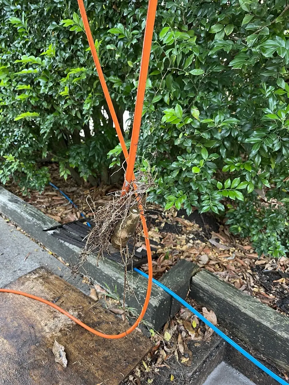 Tree roots removed from a blocked stormwater line, Mosman