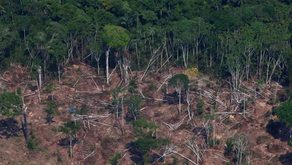 La sobreexplotación de recursos y la deforestación