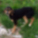 Ruti