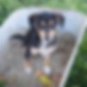 Pete