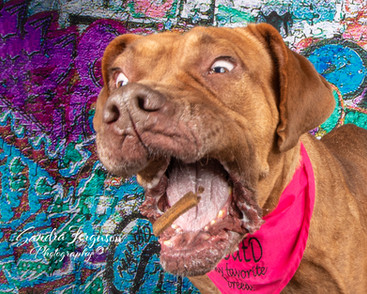 In studio having fun catching treats