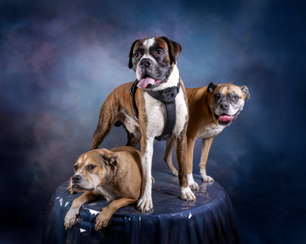 Three dogs, back to school photos