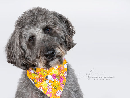 Copyright and Usage Rights