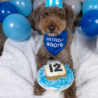 Goldendoodle holding his 12th year birthday cake. Celebrate your pets birthdays. Pet Photographers can capture these special moments.