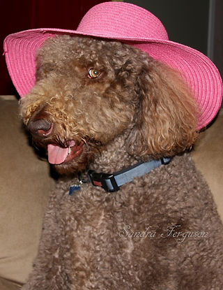 Professional Pet Photography with Props