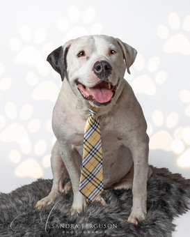 More studio fun with rescue dog