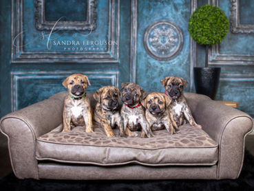 Puppies posing in studio with Sandra Ferguson Photography Memphis TN