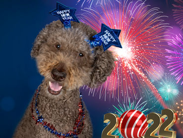 My Dogs New Years Pawsolutions 2022