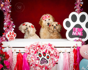 Three dogs posing for Kissing Booth photos.