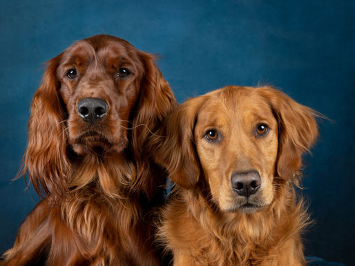 Professional Pet Photography by Sandra Ferguson Memphis TN