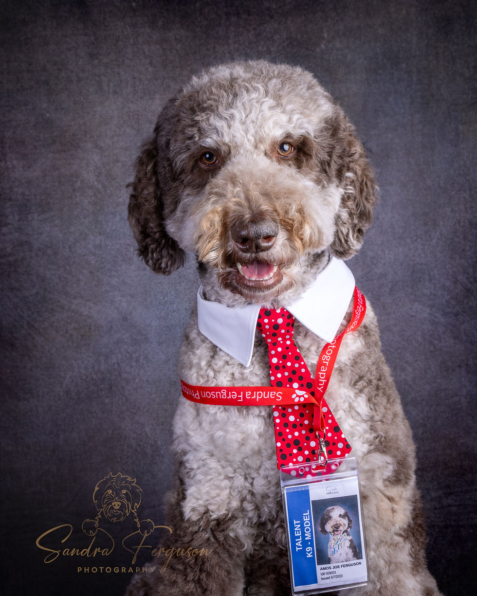 Studio talent model - k9 model with Sandra Ferguson Photography. Chocolate merle goldendoodle