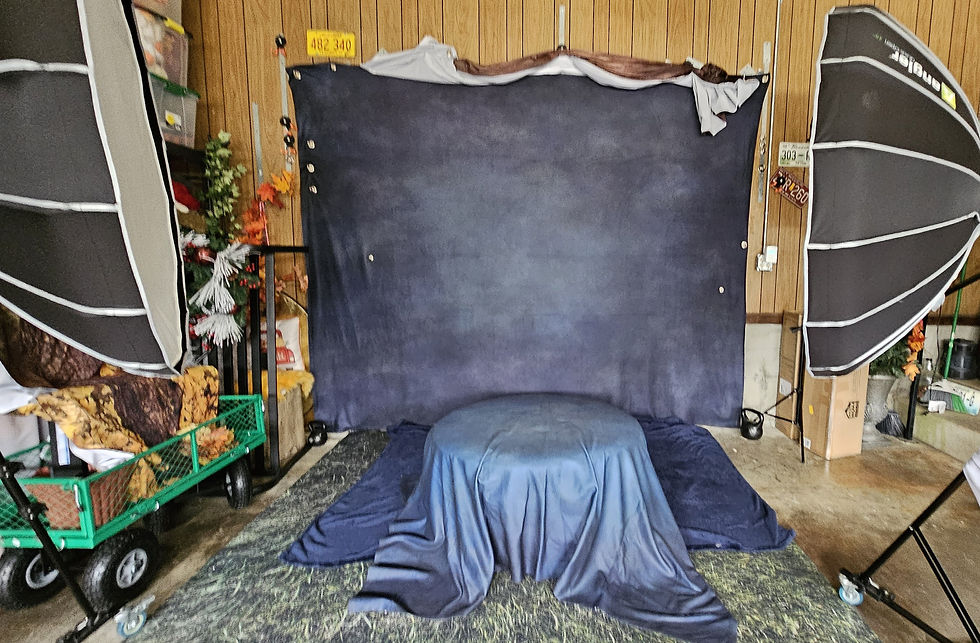 Studio set up for pet portraits